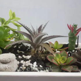 Lush eGarden Image