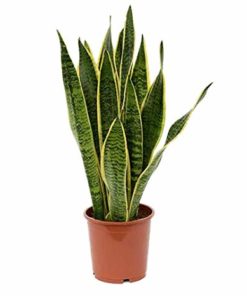 This a Gallery image of snake plant for easy identification for our customer at etree.pk when they buy snake plant online