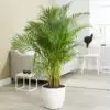 Picture of areca palm plant. If you buy this plant online, the plant will be similar to this picture of areca palm
