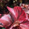 Buy Acalypha wilkesiana rosea plant online in Pakistan