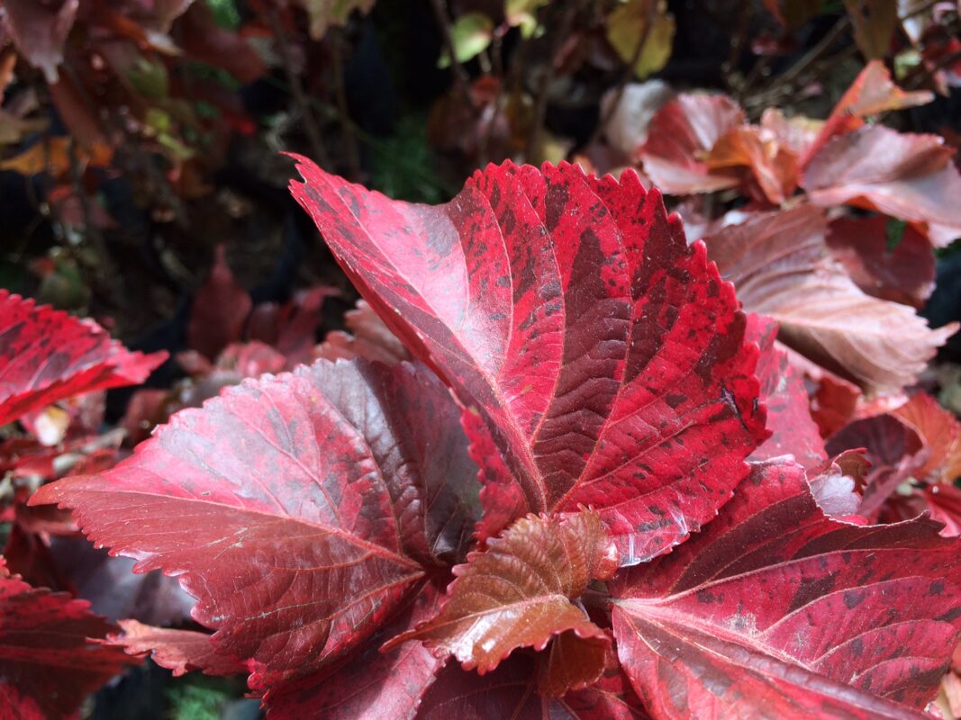Buy Acalypha wilkesiana rosea plant online in Pakistan