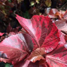 Acalypha wilkesiana rosea | ایکالیفا Image
