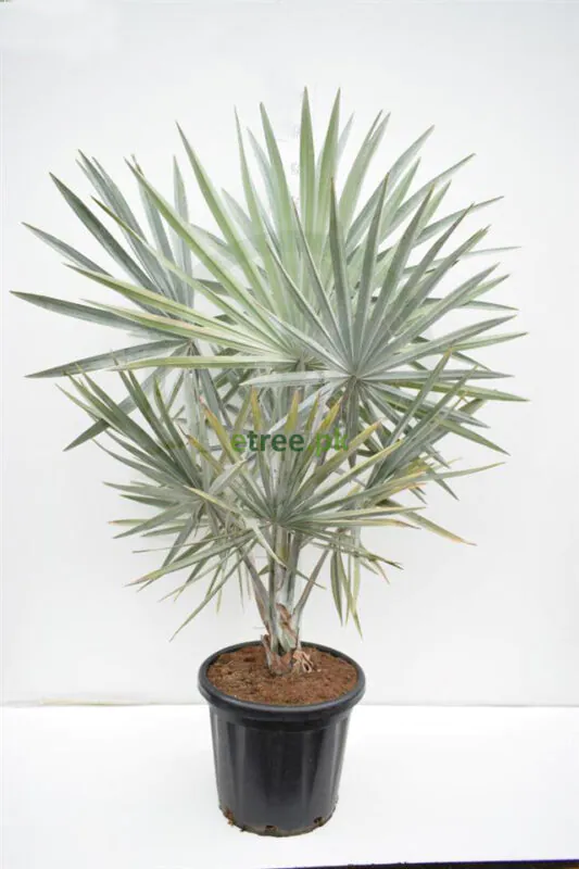 Buy Bismarkia Palm Online in Pakistan
