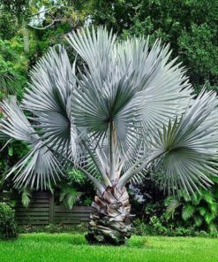 Buy Bismarckia Palm Plant online in Pakistan
