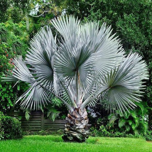 Buy Bismarckia Palm Plant online in Pakistan