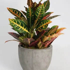 Croton Variegatum Magnificent | Codiaeum Variegatum Magnificent | کروٹن Image