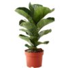 Buy Fiddle Leaf Fig Plant - Ficus Lyrata Plant Online in Pakistan including Lahore, Islamabad and Karachi