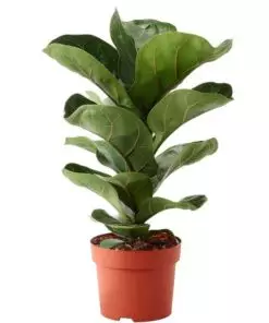 Buy Fiddle Leaf Fig Plant - Ficus Lyrata Plant Online in Pakistan including Lahore, Islamabad and Karachi