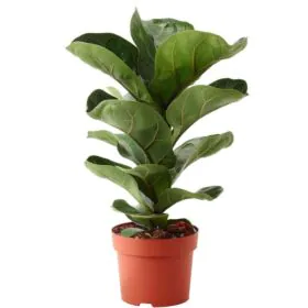 Ficus Lyrata Bambino | Dwarf Fiddle Leaf Fig | لائی ریٹا فائیکس Image