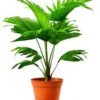 Buy Table Palm Online in Lahore, Islamabad, Karachi and Pakistan ( Product Image )
