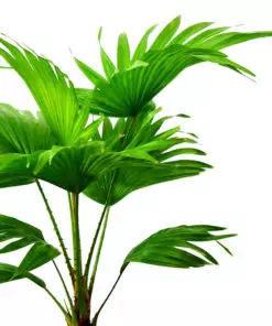 Buy Table Palm Online in Lahore, Islamabad, Karachi and Pakistan