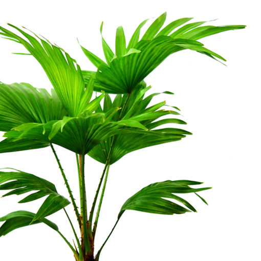 Buy Table Palm Online in Lahore, Islamabad, Karachi and Pakistan
