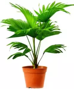 Buy Table Palm Online in Lahore, Islamabad, Karachi and Pakistan ( Product Image )