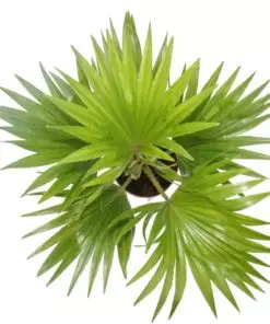 Buy Table Palm Online in Lahore, Islamabad, Karachi and Pakistan ( Gallery Image ) - Top View
