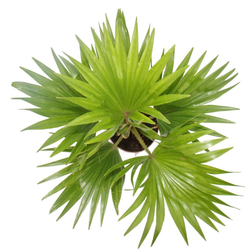 Table palm Umbrella Palm Chineseman Palm Footstool Palm eTree.pk