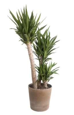 Yucca Palm | Needle Palm | یوکا – eTree.pk