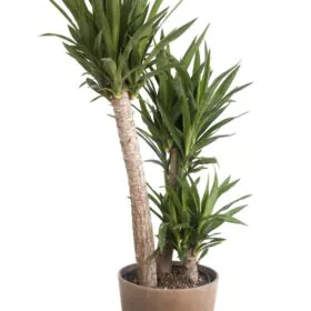 Yucca Palm | Needle Palm | یوکا Yucca Palm | Needle Palm | یوکا Image