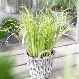 Acorus Grass | اکیورس گھاس Acorus Grass | اکیورس گھاس Image