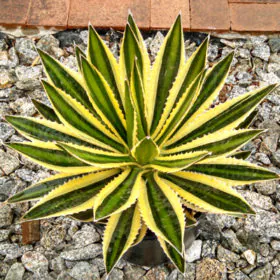 Agave Lophantha | Ghaypat | اگیو Agave Lophantha | Ghaypat | اگیو Image
