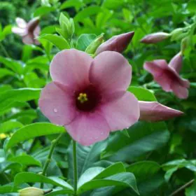 Allamanda Tiger (Pink) | المنڈا Image