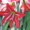 Amaryllis Lily (Mix Colors)  | امر یلس لیلی  |  گل عروسہ ( مختلف رنگوں میں )