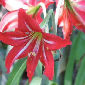 Amaryllis Lily (Mix Colors) | امر یلس لیلی | گل عروسہ Amaryllis Lily (Mix Colors) | امر یلس لیلی | گل عروسہ Image