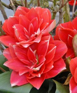 Amaryllis Lily Double (Mix Colors)  | امریلس بلب  |  گل عروسہ ( مختلف رنگوں میں )