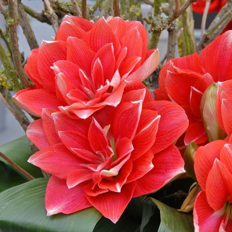 Amaryllis Lily Double (Mix Colors)  | امریلس بلب  |  گل عروسہ ( مختلف رنگوں میں )
