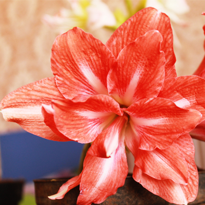 Amaryllis Lily Double (Red)  | امریلس بلب  |  گل عروسہ ( سرخ )