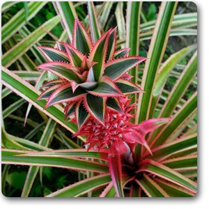 ETL-1013 – eTree.pk