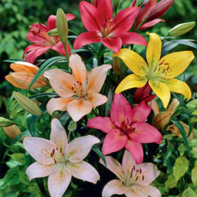 Asiatic Lilies ( Mix Color) | للی | لیلیم | ایشیائی للی Asiatic Lilies ( Mix Color) | للی | لیلیم | ایشیائی للی Image