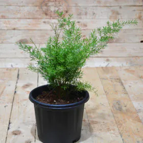 Asparagus Densiflorus | Asparagus Sprengeri | لوکل اسپیراگراس Image