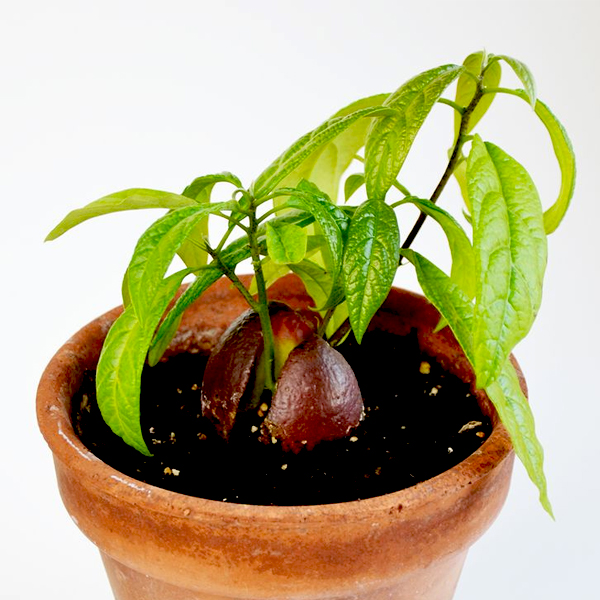 ETL-1022 – eTree.pk
