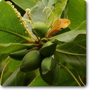Badam | Indian Almond | Terminalia Catappa  | بادام
