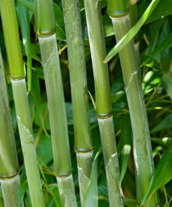 Bamboo Green  | نیگر بانس
