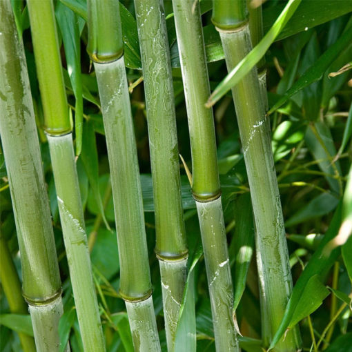 Bamboo Green  | نیگر بانس