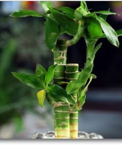 Bamboo Multi Roots  | لکی بمبو زیادا تنوں والا