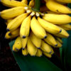 Banana - G9 | Kela  | کیلا سندھی