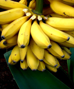 Banana - G9 | Kela  | کیلا سندھی