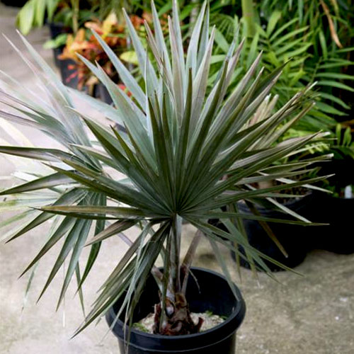 ETL-1030 – eTree.pk
