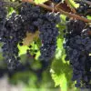 Black grapes | Kala angoor (Grafted)  | کالا انگور  ( گرافٹڈ )
