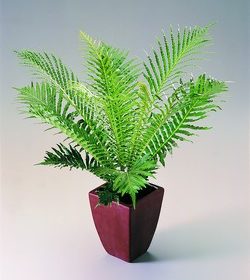 Blechnum gibbum | Image