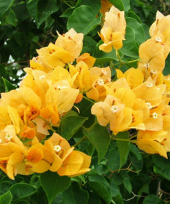 Bougainvillea (Yellow)  | بوگن ویلیا (  پیلا )