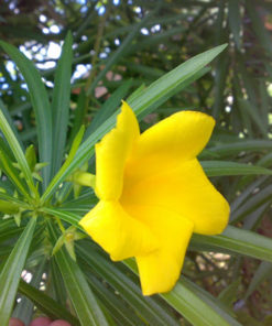 Cascabela Thevetia | Yellow Oleander | Bitti (Yellow)  | تھیویٹیا |  پیلے کنیر