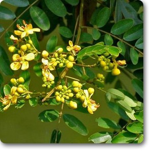 Cassia Siamea | Cassia Florida (Yellow)  | کاسیا سیا میا