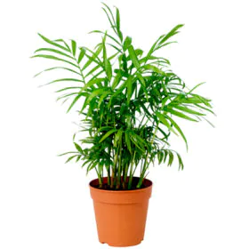 Chamaedorea Elegans | Parlour Palm | Parlor Palm Chamaedorea Elegans | Parlour Palm | Parlor Palm Image