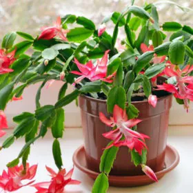 Christmas Cactus | Schlumbergeras | شیلم | مرجا Christmas Cactus | Schlumbergeras | شیلم | مرجا Image