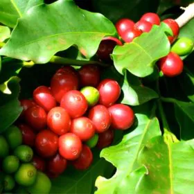 Coffee Plant Image