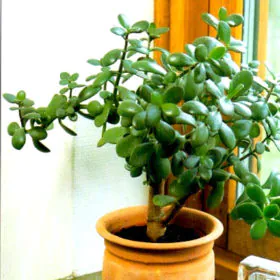 Crassula Ovata | Jade | کیرا سولا Crassula Ovata | Jade | کیرا سولا Image