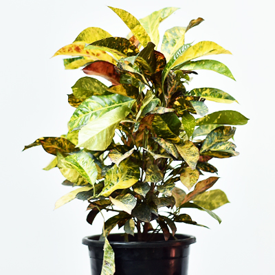ETL-1066 – eTree.pk